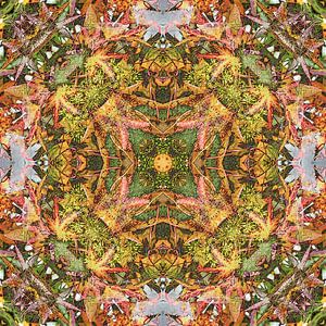 Liquidambar Green