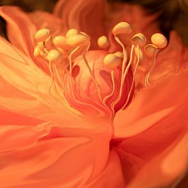 Tangerine Twisted. 2 by Alie Ekkelenkamp