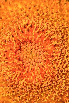 Sonnenblumenmakro von Thomas Jäger