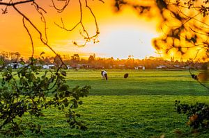 Koe in weiland met zonsopgang (0092) van Reezyard