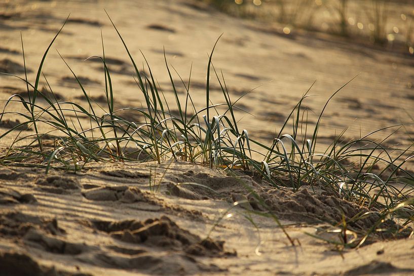 Marram grass Zeeland Coast by Imladris Images