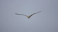 In vogelvlucht!