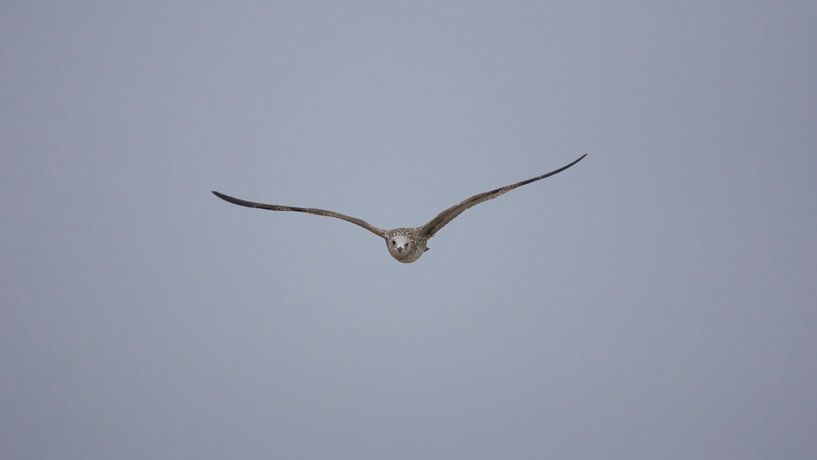 In vogelvlucht! van Ramon van der Schaaf