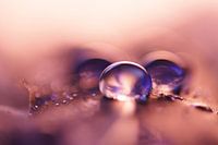 Pink Drops