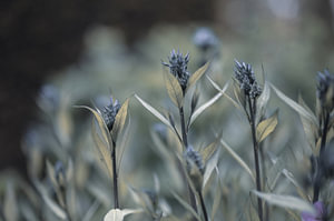 Blumen Teil 130