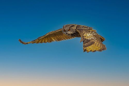 Oehoe, Bubo bubo, in vlucht.