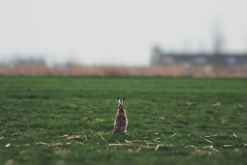 Der Kleine in einer großen Welt