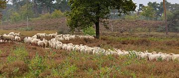 flock of sheep by Marieke Funke