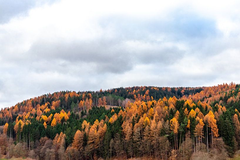 Randonnée à travers une forêt de Thuringe haute en couleur par Oliver Hlavaty