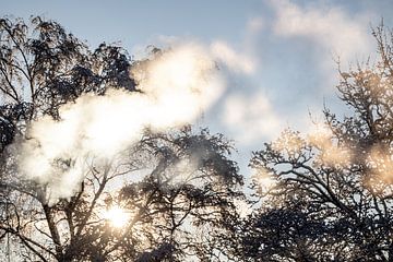 nrook door de bomen heen op een koude wintermorge van Eric van Nieuwland