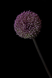 Violet Tides by Cindy Coenen Fine Art