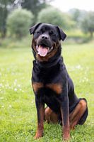 Hond Rottweiler