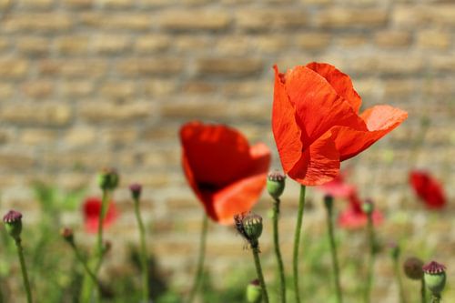 Ontluikende klaprozen van Nadia Langenberg