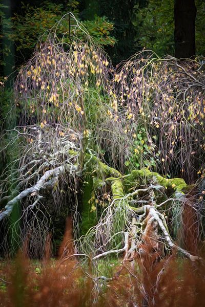 Mossy Birch Tree by André Scherpenberg