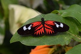 Butterfly in black, white and red rests on a leaf by Nicolette Vermeulen