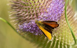 Braunkolbiger Braun-Dickkopffalter auf einer Blume