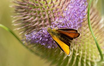 Bruinkleurige parelmoervlinder op een bloem van Animaflora PicsStock