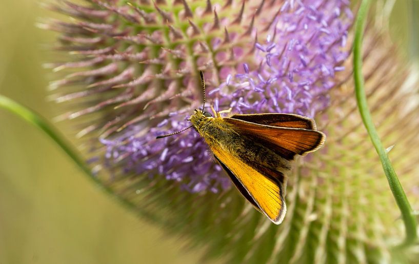 Braunkolbiger Braun-Dickkopffalter auf einer Blume von Animaflora PicsStock