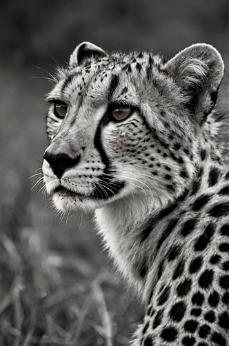 Zwart-wit portret van een majestueuze cheetah