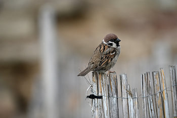 Between borders – innocent – little sparrow