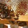 Honeybee Cluster on Honeycomb Frame by Iris Holzer Richardson