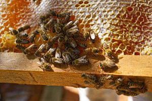 Honingbijen cluster op honingraat frame van Iris Holzer Richardson