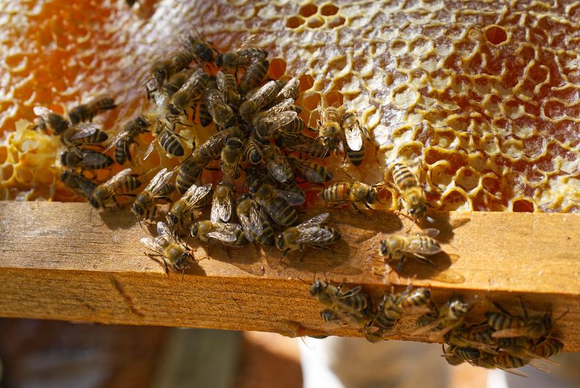 Honingbijen cluster op honingraat frame van Iris Holzer Richardson