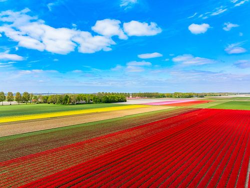 Tulpen in een veld in de lente van bovenaf gezien