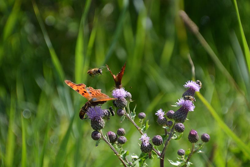 Lunchtime by FotoGraaGHanneke