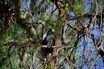 Black cockatoo by Frank's Awesome Travels