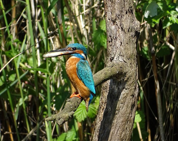 Eisvogel. von Robert Moeliker
