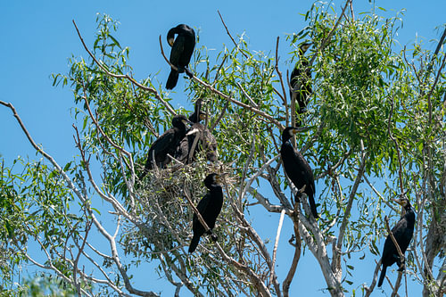 The Black Canopy: Life in the Cormorant Colony