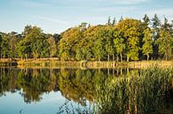 Reflecting forest edge Mastbos in autumn by Fotografie Jeronimo thumbnail