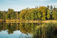 Reflecting forest edge Mastbos in autumn