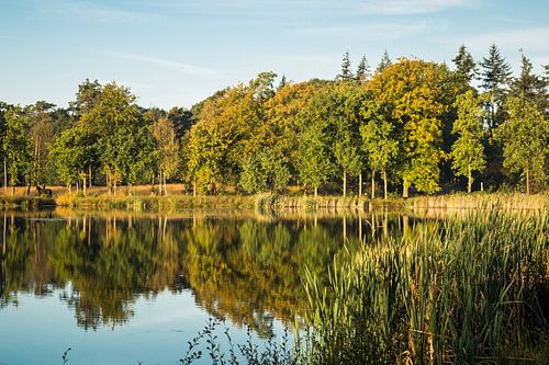 Reflecting forest edge Mastbos in autumn
