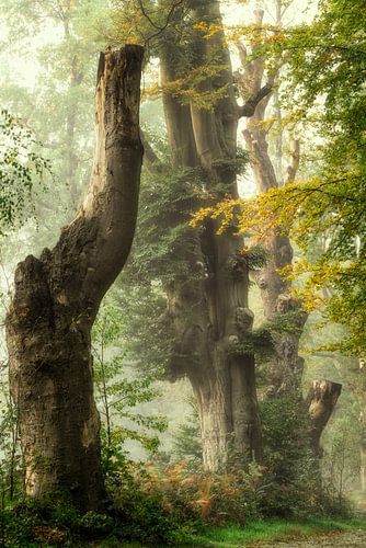 Giganten Uit Het Verleden