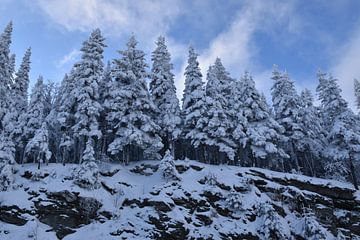 Snowy firs on a rock by Claude Laprise