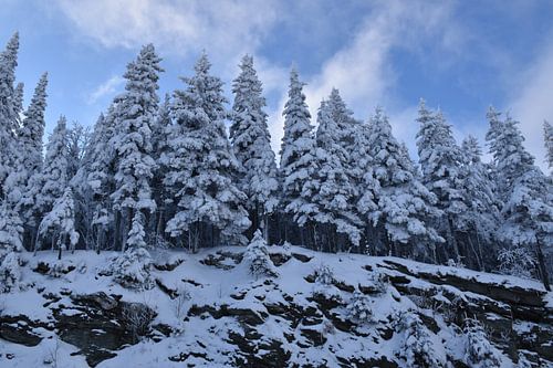 Besneeuwde sparren op een rots