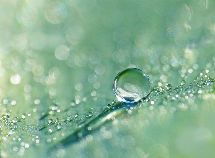 Grüne Jade von Caroline Lichthart