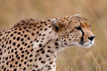 Cheetah in hinderlaag van Peter Michel