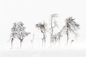 Winter Bomen Hoge Venen by Ingrid Van Damme fotografie
