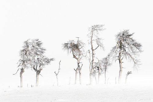 Winter Bomen Hoge Venen