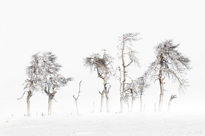 Winter Bomen Hoge Venen von Ingrid Van Damme fotografie