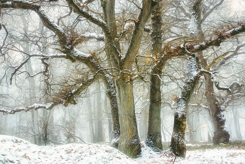 Winter Twist by Ellen Borggreve