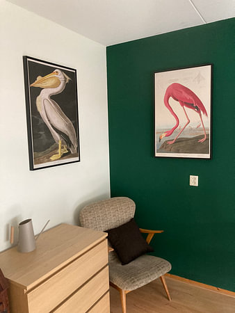 Weißer Pelikan - Teylers Edition - Vögel Amerikas, John James Audubon
