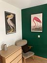 Kundenfoto: Amerikanischer Flamingo - John James Audubon