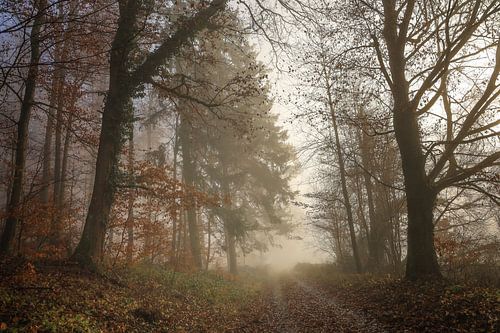 Herfstachtig gemengd bos met mist