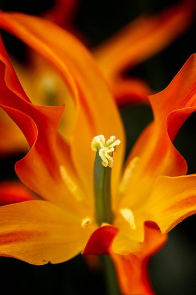 Flamethrower by Anouk Snijders