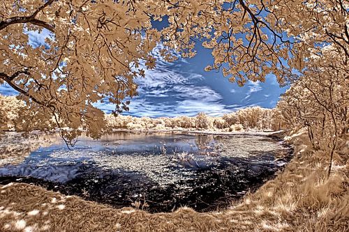 Magisch meertje in het woud midden in de duinen