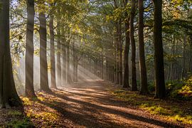 Sunbeams find their way down the hill by Samantha Rorijs